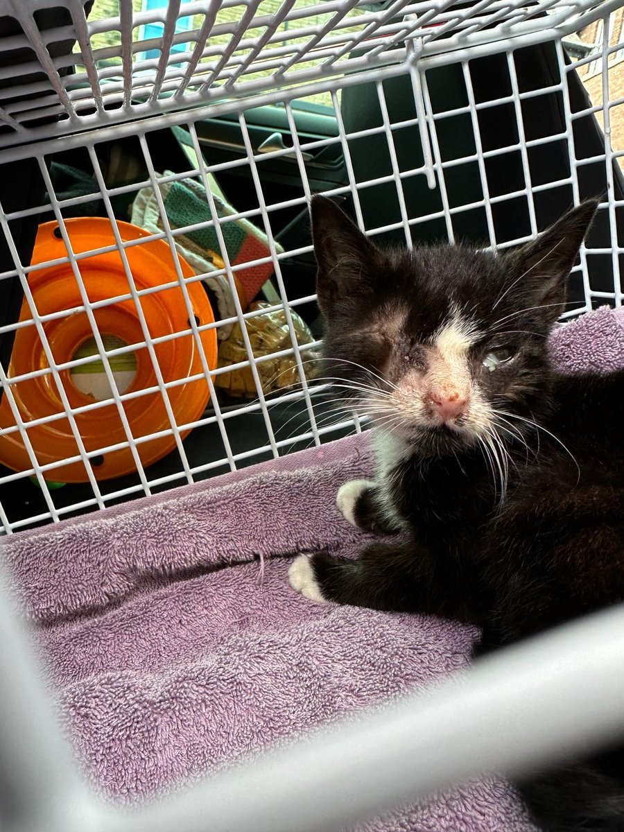 Blue Cross UK tweet media