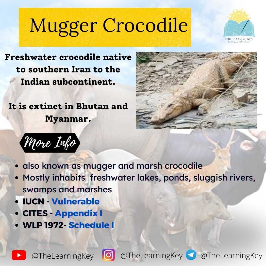 TheLearningKey's tweet image. Mugger Crocodile
