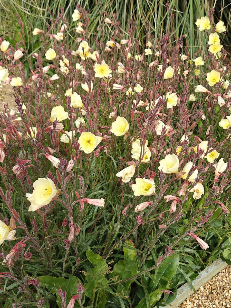 PhilMcCue's tweet photo. @AmandaB69444043  can you or Marie identify these flowers??? https://t.co/YilFOqTmhh