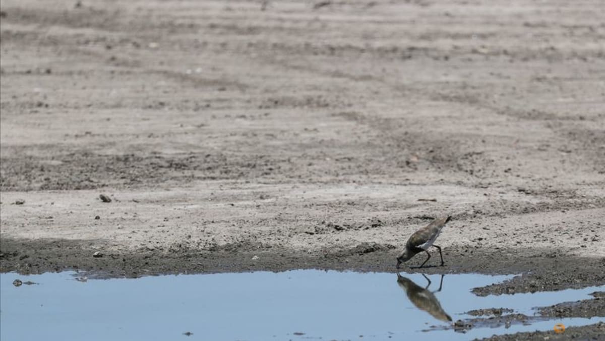 UN forecasts La Nina could help lower temperatures this year cna.asia/3VriVGM