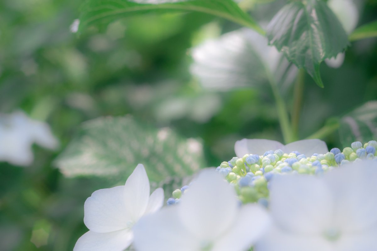 紫陽花の季節ですね

📷SONY ILCE-7CM2 α7cII
🔎INDUSTAR 61 L/Z-MC 50mm F2.8

#Sony #SonyAlpha #α7CII #α7C2 #α7CM2