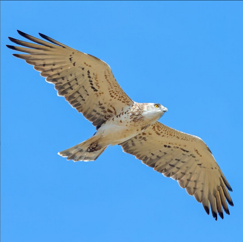 Our annual publication “The State of Birds in Switzerland” summarises the results of our monitorings, conducted with the support of more than 2k volunteers. The 2024 report examines ways to promote biodiversity in farmland and the role of the Alps as an ark of the Anthropocene.