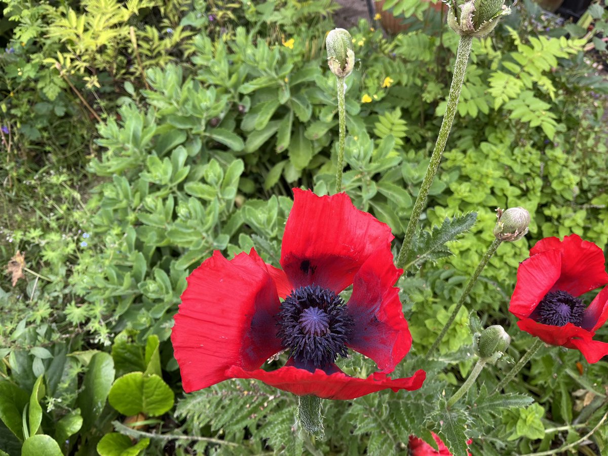 jane davis tweet media