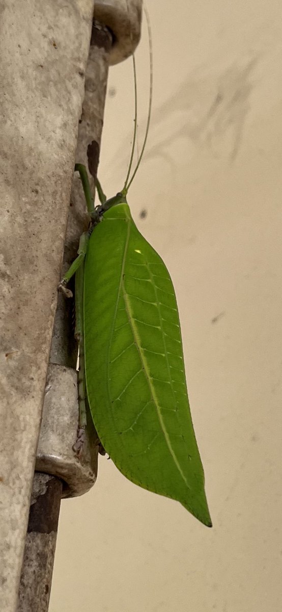 Tropicszone11's tweet photo. Two different types of Praying mantis look alike insects  in my Kerala garden….fascinating creatures-both eat green leaves. https://t.co/58ACs2fJac