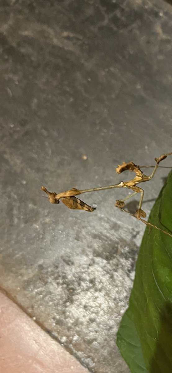 Tropicszone11's tweet photo. Two different types of Praying mantis look alike insects  in my Kerala garden….fascinating creatures-both eat green leaves. https://t.co/58ACs2fJac