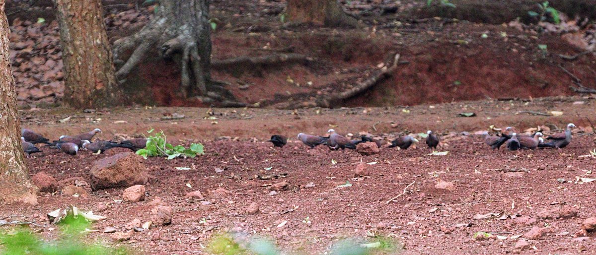 Hello #IndiAves 
Yesterday we spotted more than 20 pale capped pigeon in Similipal