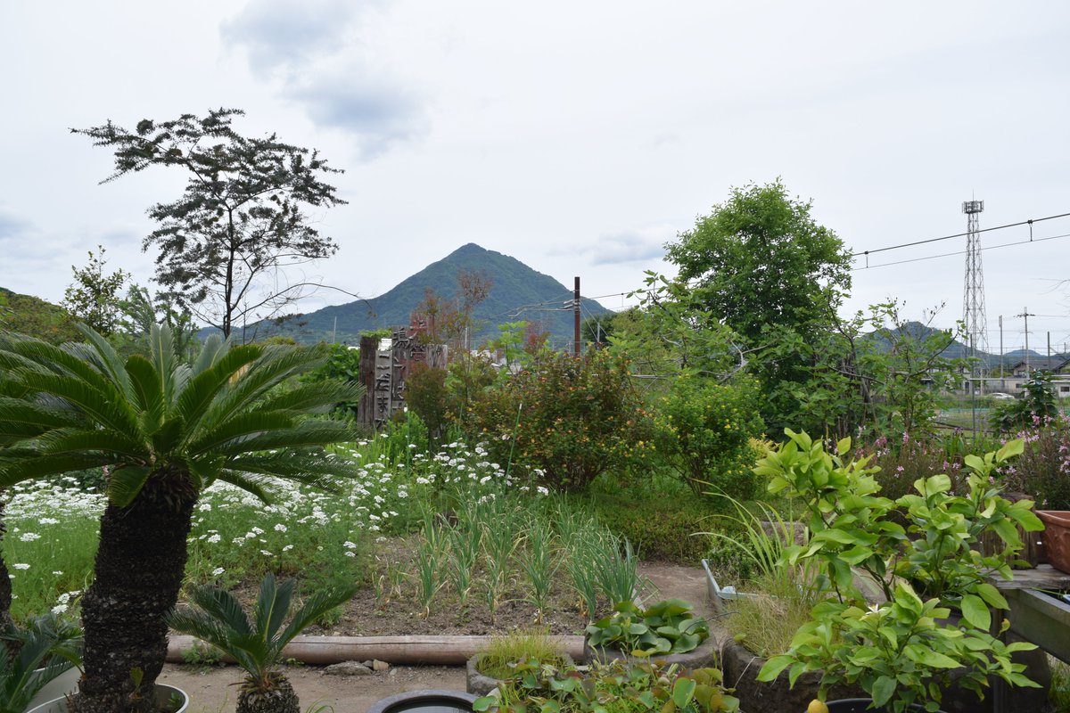 富士山流行ってるけど青葉山の方がよくね？
#ガーデニング
#青葉山
#高浜町