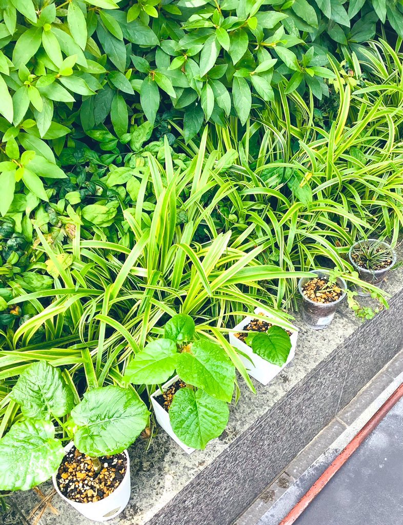 今日は良く晴れているので、久しぶりに観葉植物達をお外に出して、日光とお水を浴びて貰いました〜🤍✨

気持ち良さそうで、良かったです🌱🥰🎀
スクスク育ってね🌷

#江坂　#観葉植物　#お日様　#ウンベラータ　#カポック