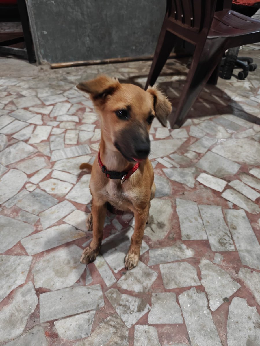 mitchellejc's tweet photo. #Adoptionalert this 3.5 mnth old playful chintu is currently our office building baby girl. Will be fully vaccinated this month and has been dewormed. The security who care for her finish their shift at 8pm and she's on her own all night. Looking for a loving family or parent... https://t.co/TWj3M9CULv