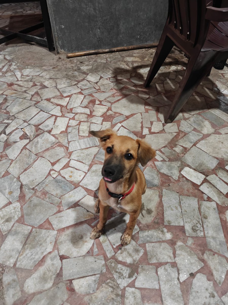 mitchellejc's tweet photo. #Adoptionalert this 3.5 mnth old playful chintu is currently our office building baby girl. Will be fully vaccinated this month and has been dewormed. The security who care for her finish their shift at 8pm and she's on her own all night. Looking for a loving family or parent... https://t.co/TWj3M9CULv