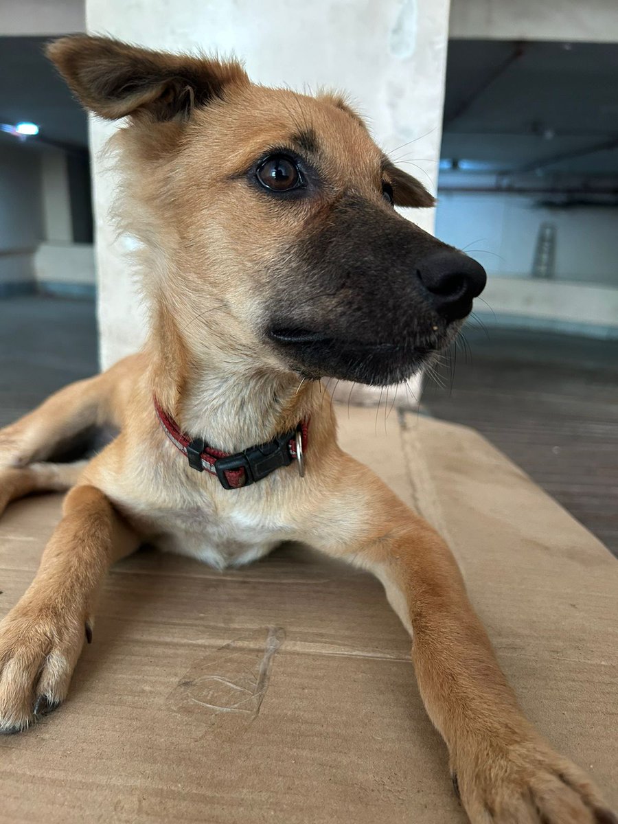 mitchellejc's tweet photo. #Adoptionalert this 3.5 mnth old playful chintu is currently our office building baby girl. Will be fully vaccinated this month and has been dewormed. The security who care for her finish their shift at 8pm and she's on her own all night. Looking for a loving family or parent... https://t.co/TWj3M9CULv