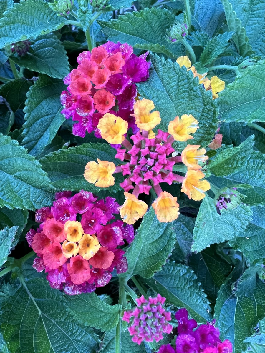 There is no artist on earth with the skills of Mother Nature. Lantana in S. Davis, CA