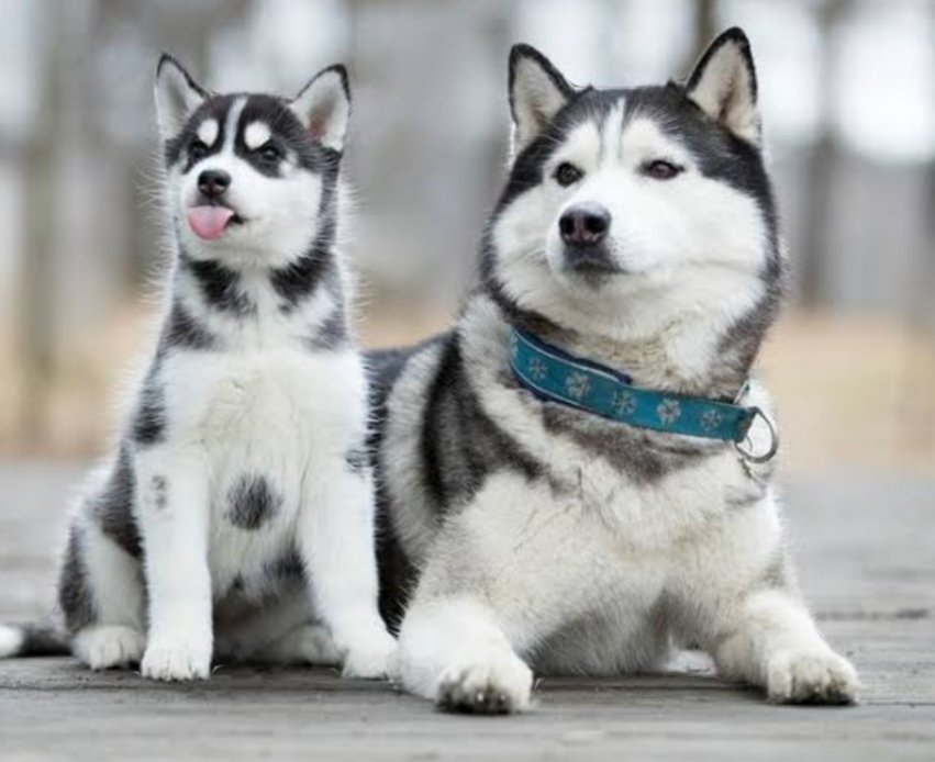 Dedy Nur tweet media