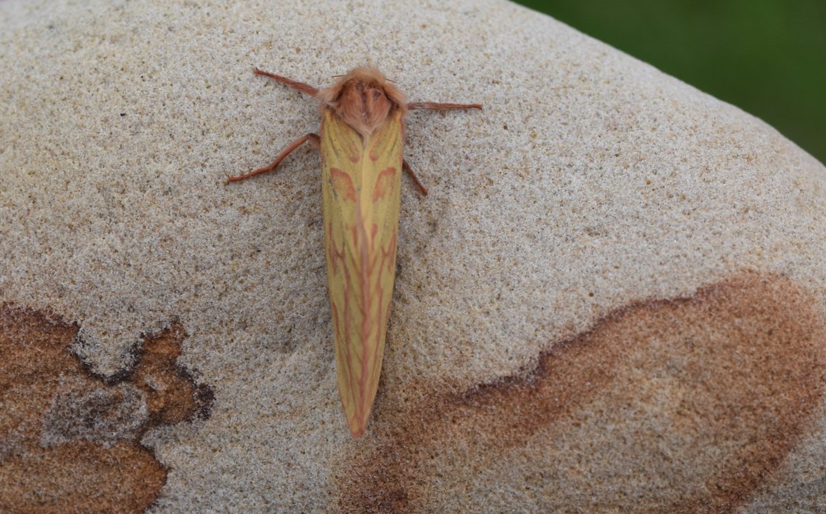 A female Ghost Moth - Hepialus humuli. #teammoth #MothsMatter