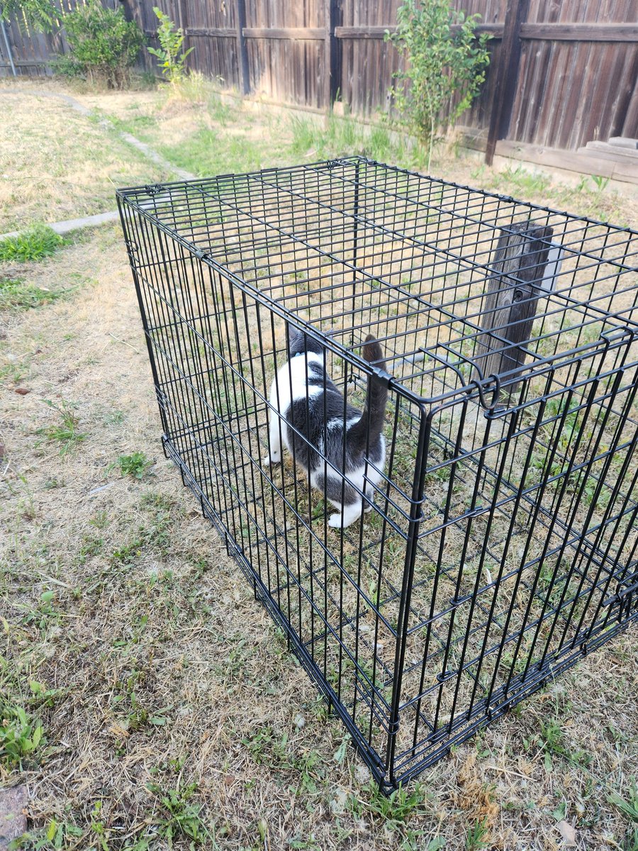 wereradletshug's tweet photo. someone went on a highly supervised outside adventure this afternoon https://t.co/P2FwWaIKKY