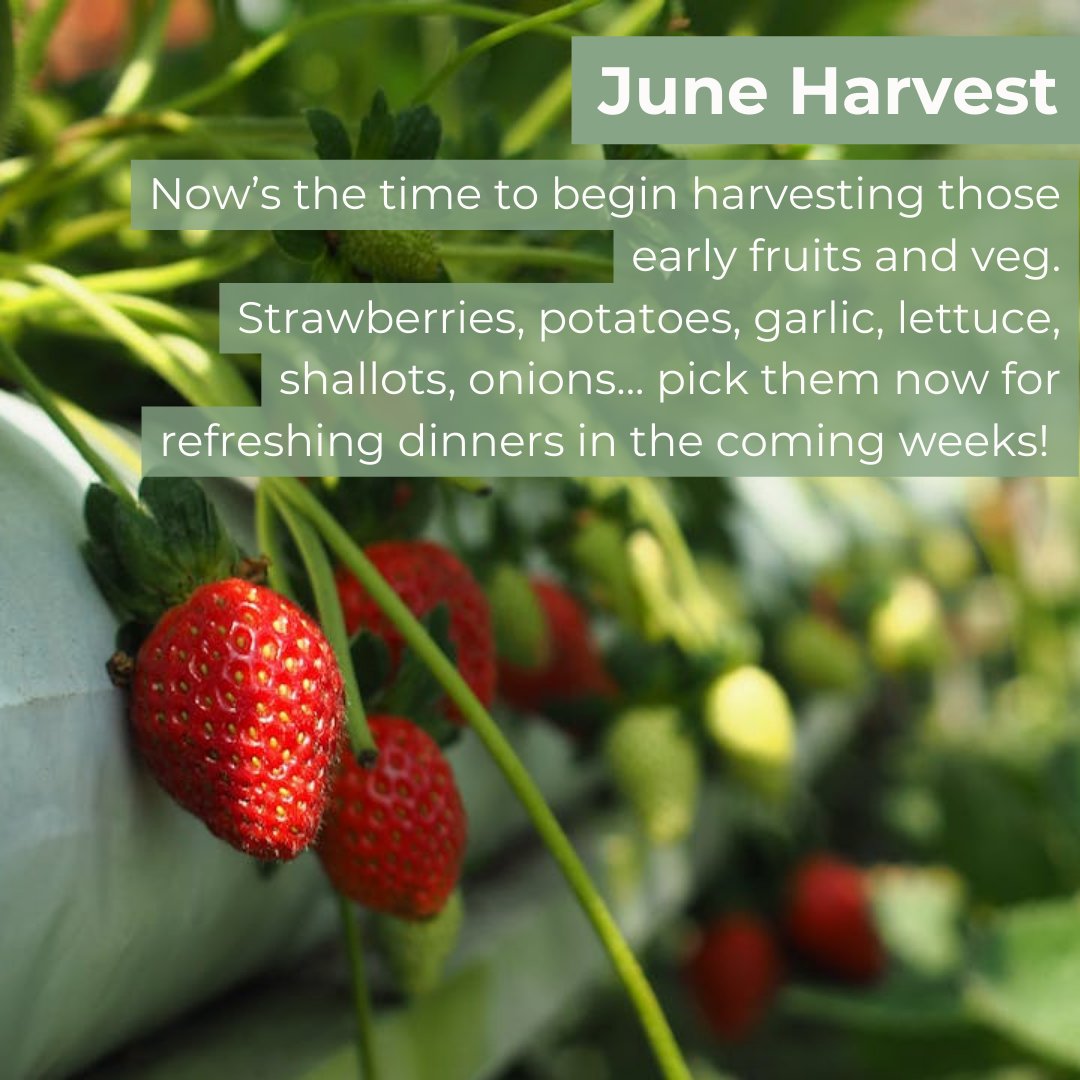 gardenesque_uk's tweet photo. It's day 2 of National Gardening Week!

Today, we've got some special tips from our founder Ali, about June maintenance in the garden. 

June is the month of enjoying and embracing your beautiful summer garden! 🪴 https://t.co/HguyNCR0SE