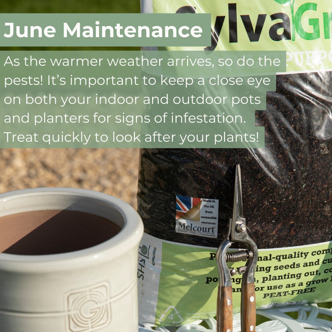 gardenesque_uk's tweet photo. It's day 2 of National Gardening Week!

Today, we've got some special tips from our founder Ali, about June maintenance in the garden. 

June is the month of enjoying and embracing your beautiful summer garden! 🪴 https://t.co/HguyNCR0SE