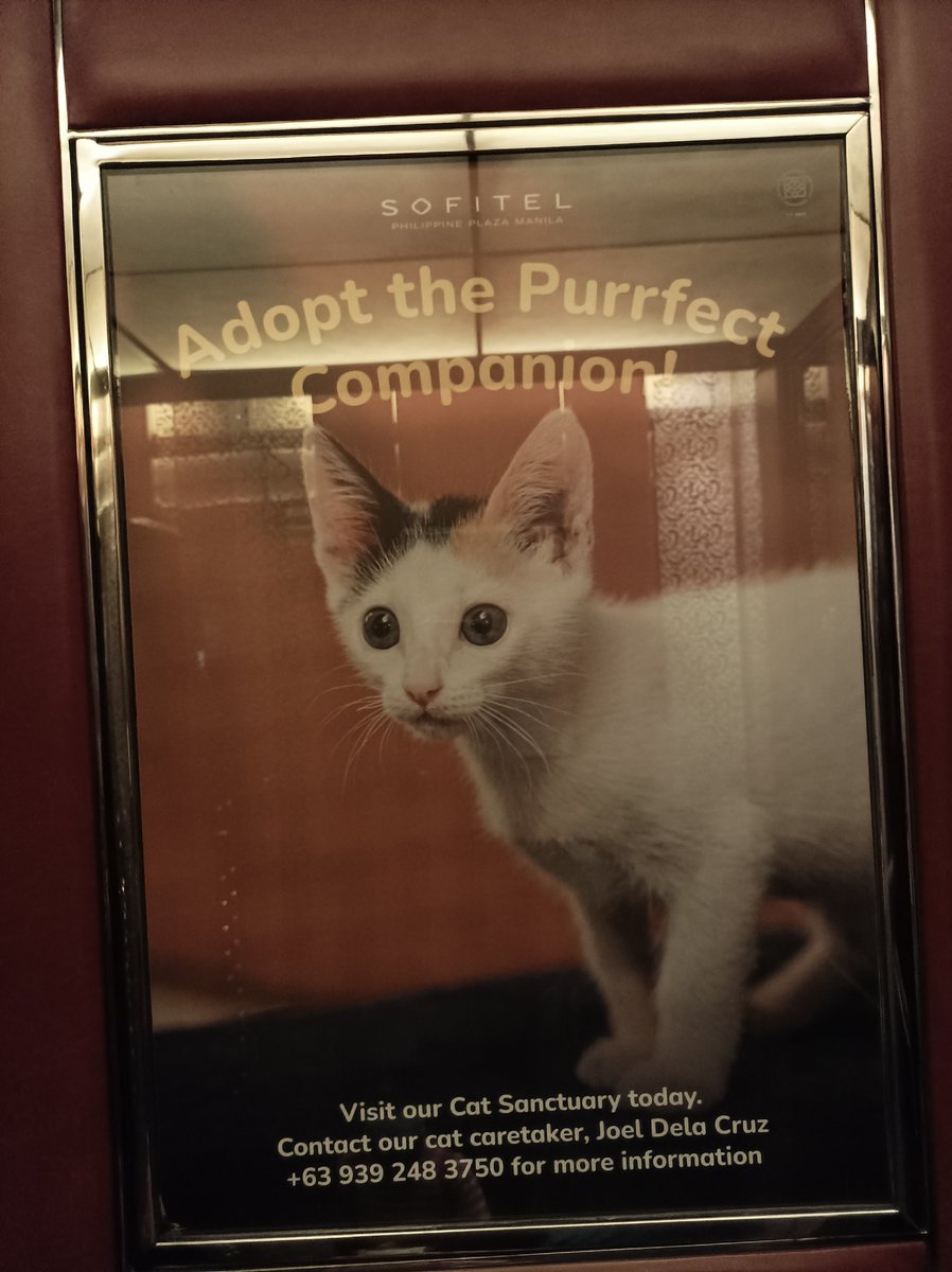 _wastedwanderer's tweet photo. @ABSCBNNews The "closure" of Sofitel also means the closure of the Cat Sanctuary, the termination of employment for the people who work there, and who knows what'll happen to the cats that won't get adopted. https://t.co/UX7t0nwL7f