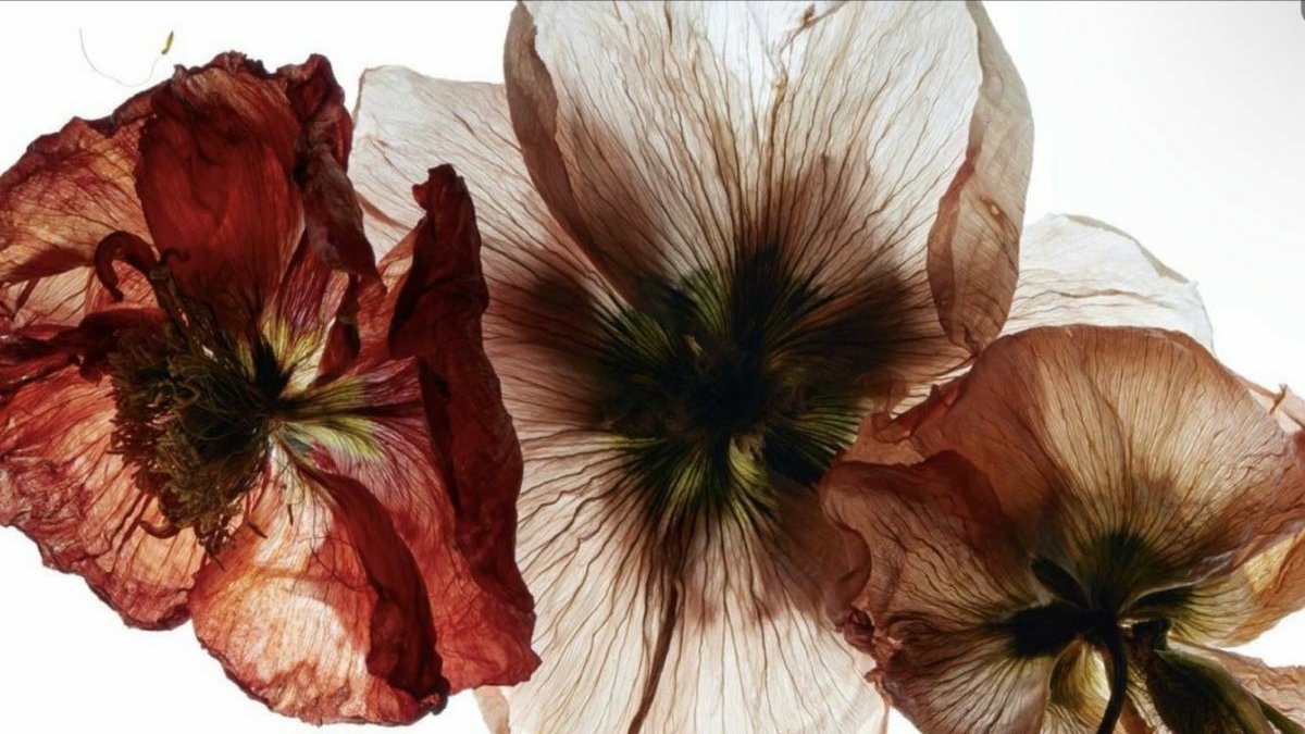 rainepoch's tweet image. 