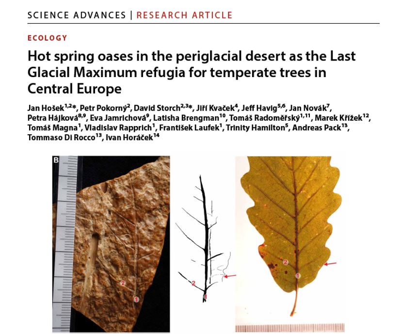 Super interesting discovery and ultimate proof of the existence of the refugia of temperate trees in Central Europe during the Last Glacial Maximum! Quercus, Tilia &amp; Fraxinus leaves were found in the sediments near former hot springs in SE Czechia.
science.org/doi/full/10.11…