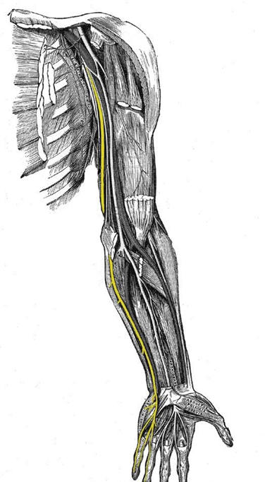 Terapia Manual UE tweet media