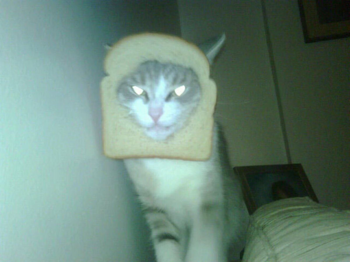 No one can stop this cult. 👉🍞😹🍞 Cat in bread $INBRED