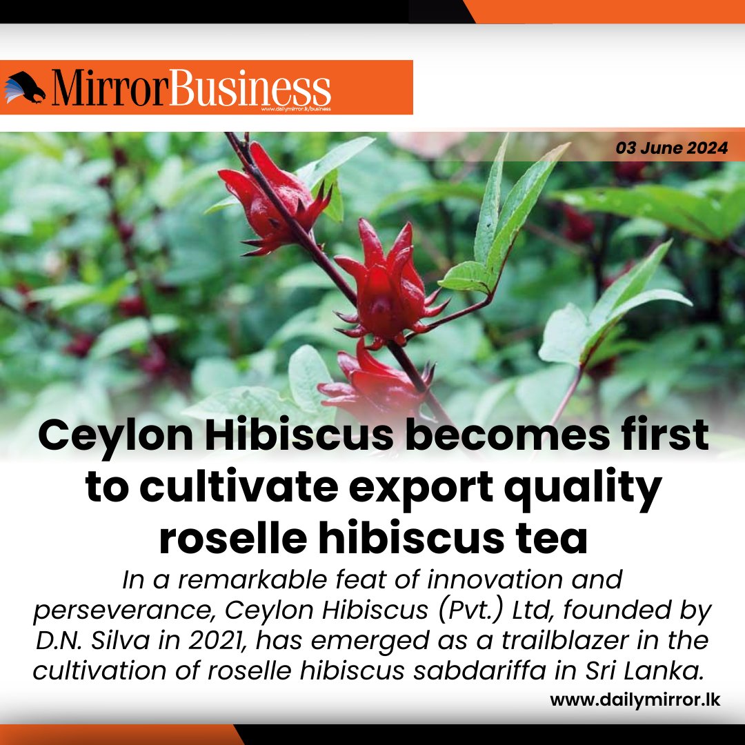 Dailymirror_SL's tweet photo. Ceylon Hibiscus becomes first to cultivate export quality roselle hibiscus tea
https://t.co/adX9r2Tp7v https://t.co/r3cAAYqnio