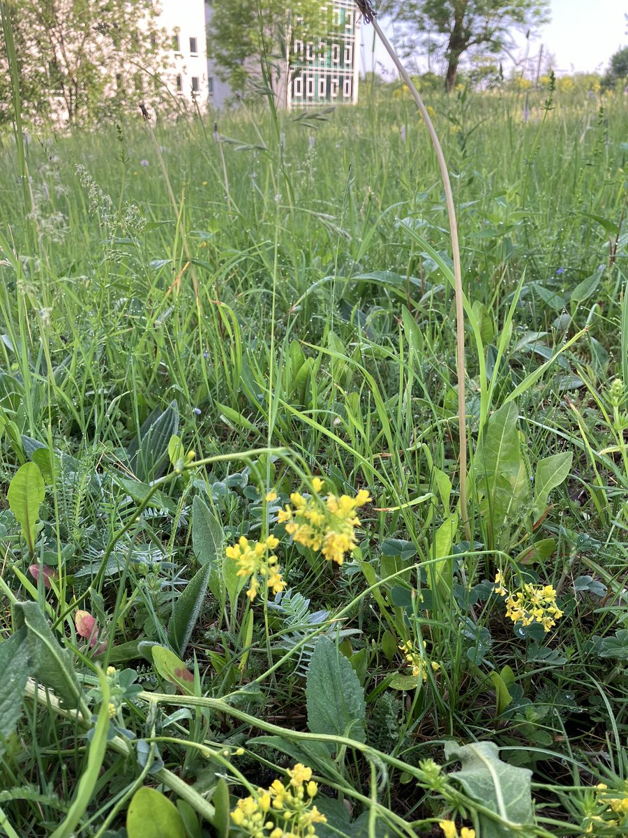 JulianRoughton's tweet photo. So true. I’m in Tallinn for the day and the verges and greenspaces are a mass of hoary plantain, vetches, cow parsley and vipers bugloss. No unnecessary and tidy-minded mowing. https://t.co/1bBJM3XXwT