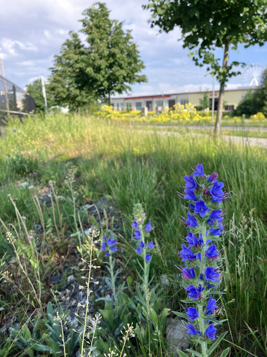 JulianRoughton's tweet photo. So true. I’m in Tallinn for the day and the verges and greenspaces are a mass of hoary plantain, vetches, cow parsley and vipers bugloss. No unnecessary and tidy-minded mowing. https://t.co/1bBJM3XXwT
