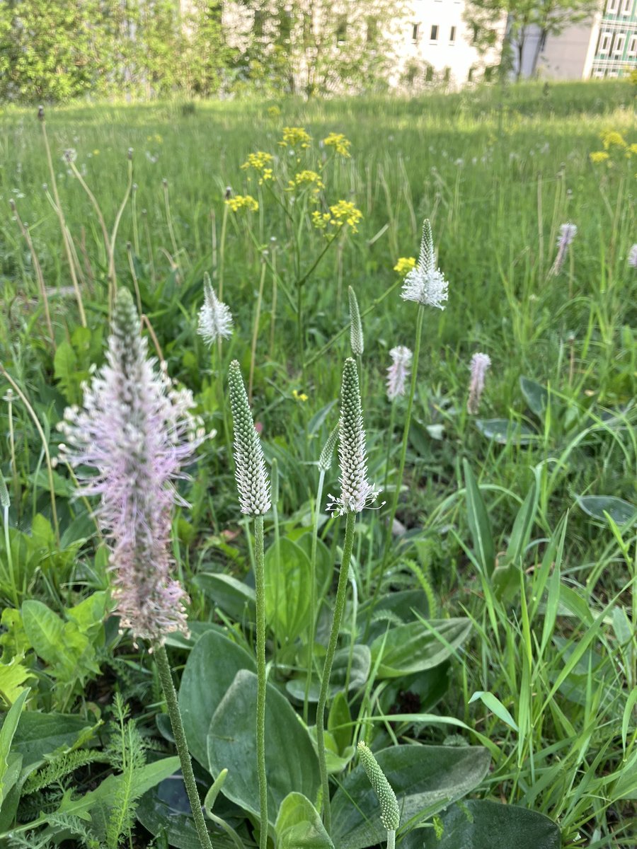 JulianRoughton's tweet photo. So true. I’m in Tallinn for the day and the verges and greenspaces are a mass of hoary plantain, vetches, cow parsley and vipers bugloss. No unnecessary and tidy-minded mowing. https://t.co/1bBJM3XXwT
