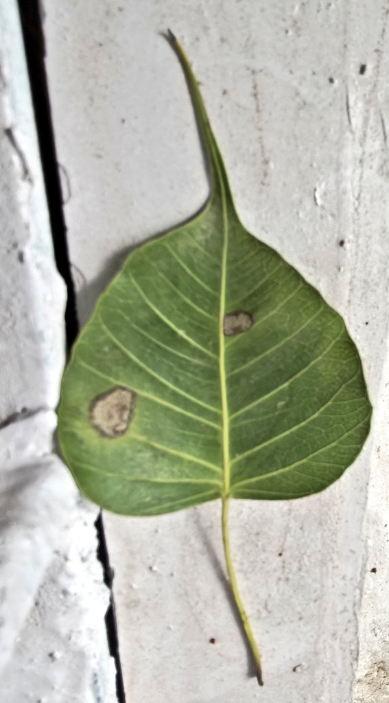 desi_rr's tweet image. You become innocent to mature, stupid to wise, child to an old....Life goes on ☘️🌿🍃🍁🍂 #mondaymusing