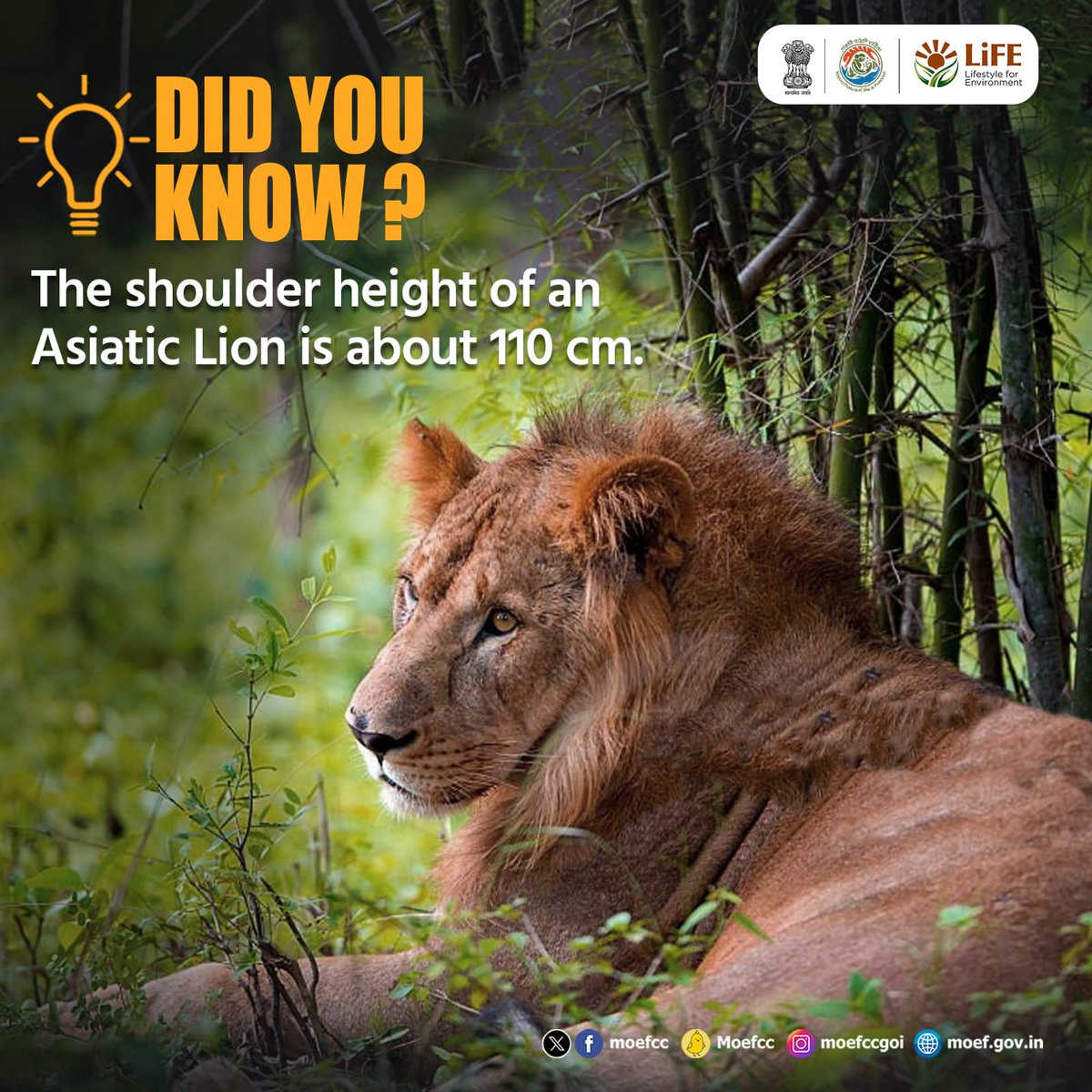 #ChooseLiFE #MissionLiFE @moefcc DID YOU KNOW? The shoulder height of an Asiatic Lion is about 110 cm. @NWRailways