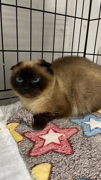 bipolarissss's tweet photo. Мартин ищет дом ❤️‍🩹
🌏 Москва и МО

Особенному котику нужен дом и любящая семья! Надежды мало… но вдруг повезет! 

Этот малыш сидел в кустах и разрывался от писка, двое суток все ходили мимо и никто не мог помочь ему. Одна из девушек пожалела всё таки его и отвезла в клинику https://t.co/gWb3VIInuJ