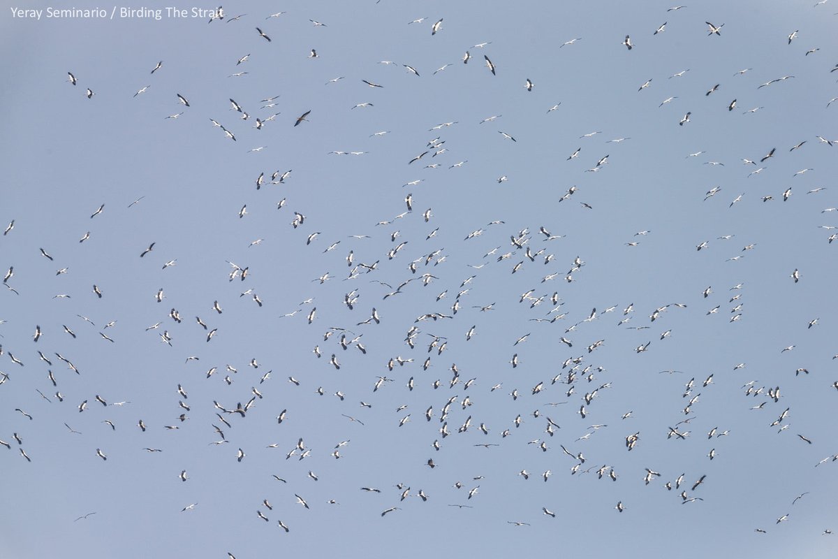 Birding The Strait tweet media