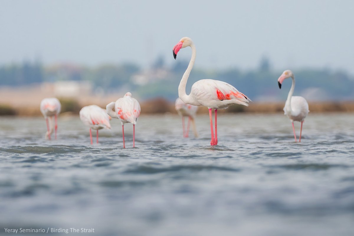 Birding The Strait tweet media