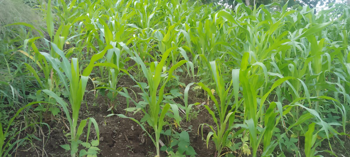 ianchemonges4's tweet photo. Maize field under Yara crop nutrition program.
Before &amp; after application of Yara vita crop boost foliar.
Kapchorwa area. Courtesy of @YaraUganda 
#UnlockingGrowthWithYara 
#FarmCare
#MboleaNiyara https://t.co/nTclVzWZHp