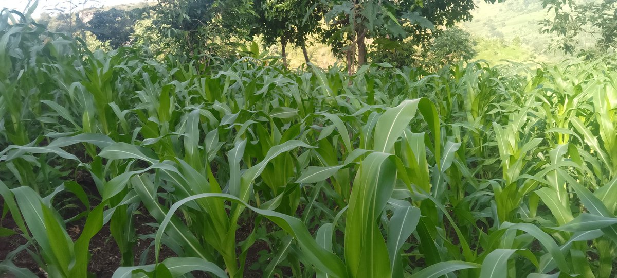 ianchemonges4's tweet photo. Maize field under Yara crop nutrition program.
Before &amp; after application of Yara vita crop boost foliar.
Kapchorwa area. Courtesy of @YaraUganda 
#UnlockingGrowthWithYara 
#FarmCare
#MboleaNiyara https://t.co/nTclVzWZHp