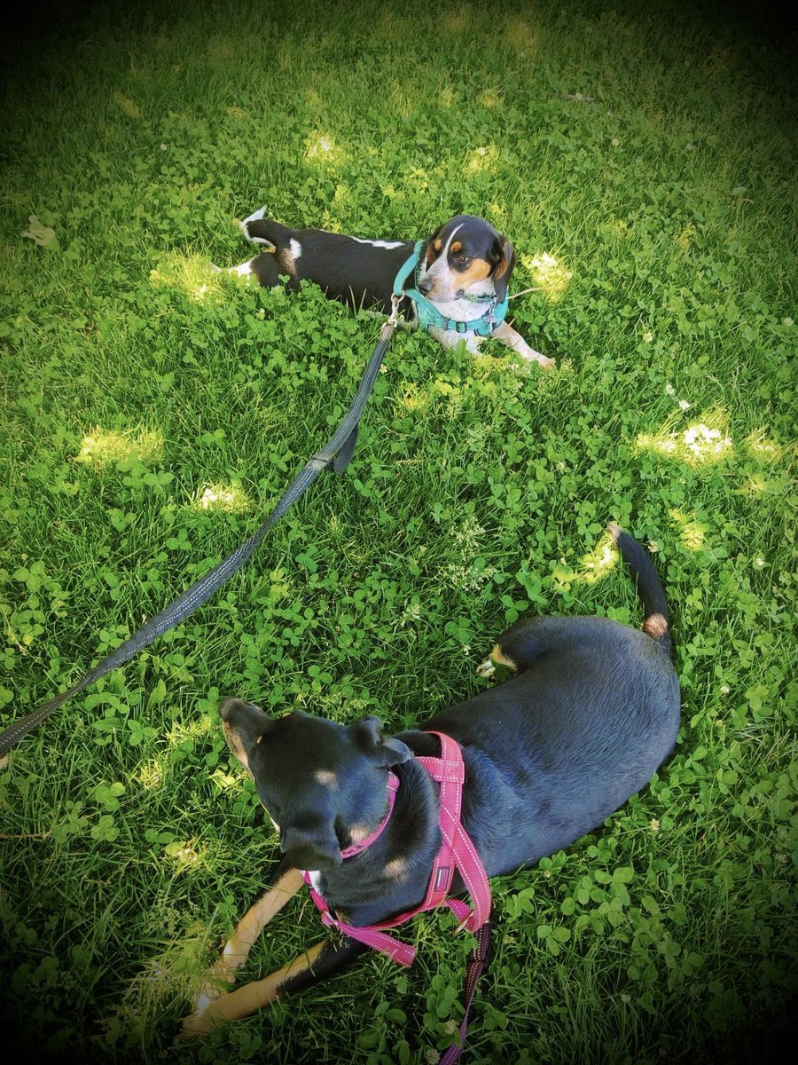 M00SlEE's tweet photo. @DiannaConstant2 Ahw thank you so much! 🥰
We are so thankful and Reef brings us all so much joy! 💗

And we love sharing little snippets and memories of him &amp; Moose together with you all to enjoy! 🦈

-🍪🍪🍪- 🐾 https://t.co/fStTUjsUbk