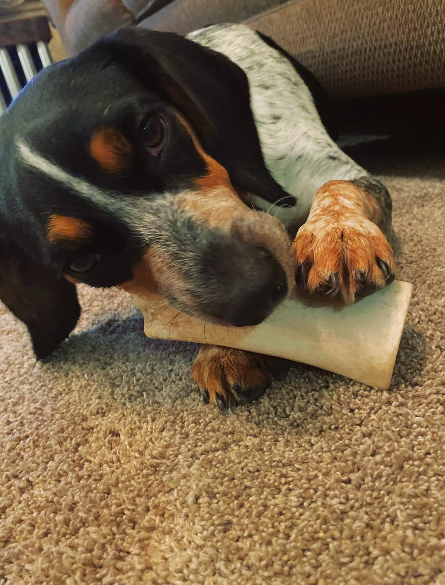 M00SlEE's tweet photo. @DiannaConstant2 Ahw thank you so much! 🥰
We are so thankful and Reef brings us all so much joy! 💗

And we love sharing little snippets and memories of him &amp; Moose together with you all to enjoy! 🦈

-🍪🍪🍪- 🐾 https://t.co/fStTUjsUbk