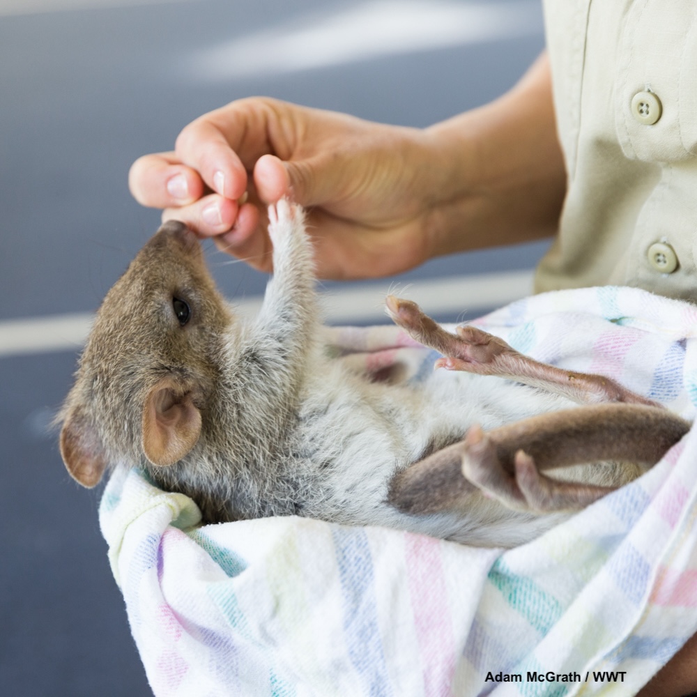 Amazing opportunity for prospective domestic + international #PhD students wanting to do interdisciplinary research in Australia on the complex relationship between natural &amp; social systems in urban Canberra, with a specific conservation focus. Details:
cpas.anu.edu.au/news-events/ne…