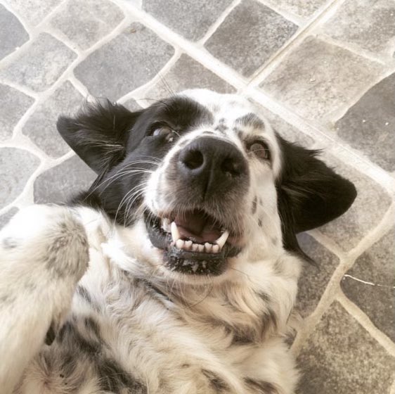 alyekly's tweet photo. I said goodbye to my soul dog yesterday. I’ve always loved dogs, but I never knew how powerful the bond to one could be until I met her 17 years ago. She was so special. 

It’ll be so strange not seeing you when I’m home again. Thank you for everything, Vicky❤️ https://t.co/e3d5mvo1b1