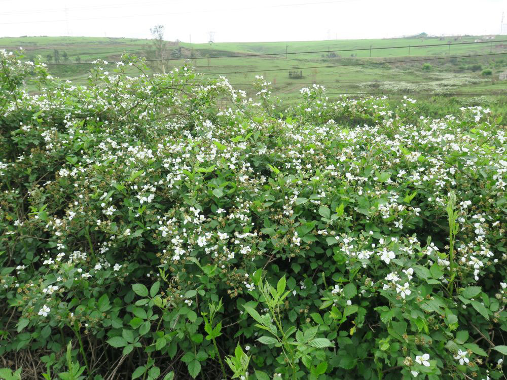 SA Forestry magazine tweet media