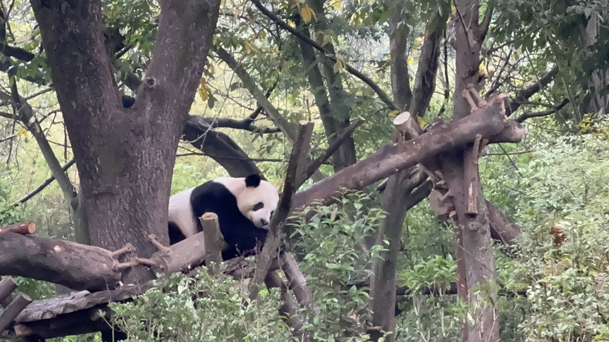 Sargen Log tweet media