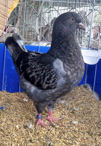 ducmo18's tweet image. Bồ câu Vua