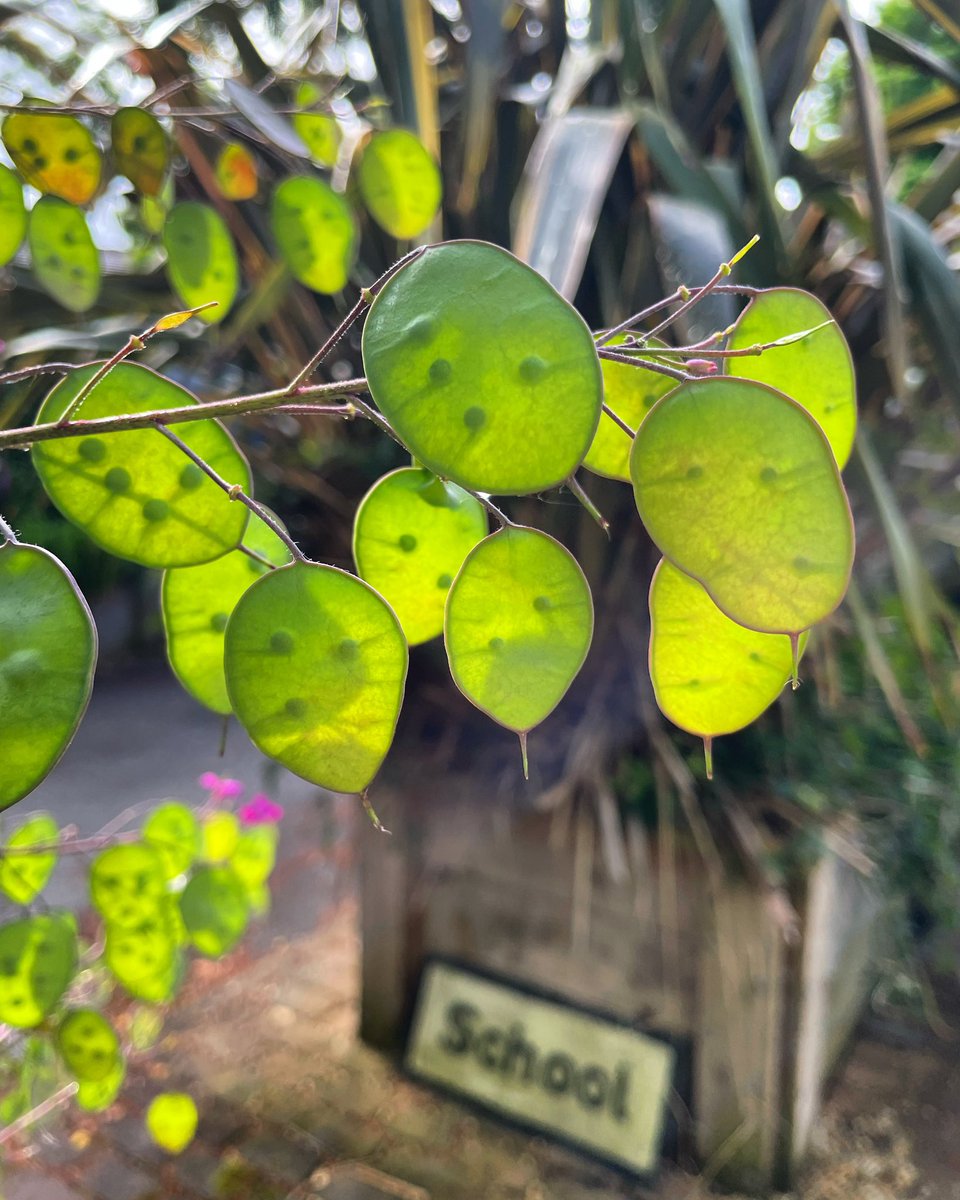 Stifyn1's tweet photo. Through the round window #hadau #throughtheroundwindow #garden #honesty #naturephotography #june #monday #summer https://t.co/x1hehmm4pk