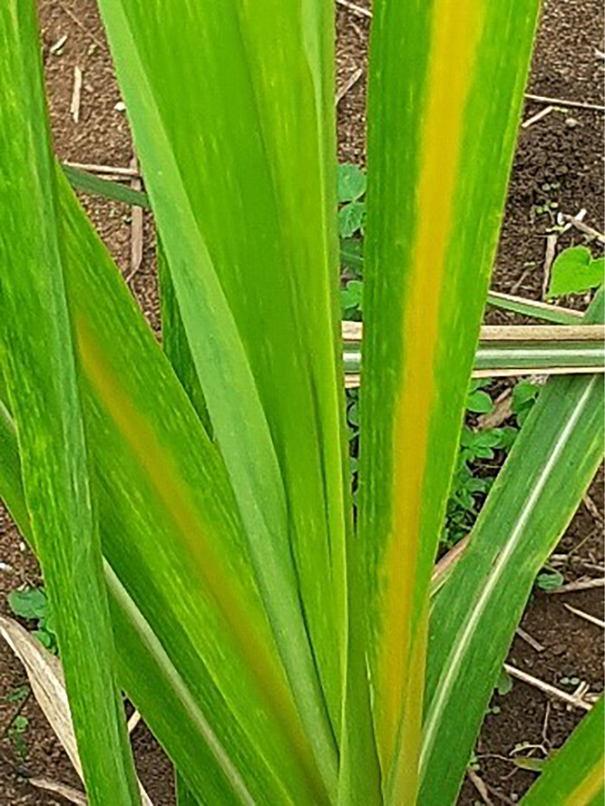 #OurNewPaper First report of Sugarcane bacilliform Guadeloupe A #virus and a novel badnavirus infecting sugarcane (Saccharum officinarum) in 🇨🇮Côte d'Ivoire. #PlantPathology #Virus   ↪️bsppjournals.onlinelibrary.wiley.com/doi/10.1002/nd…