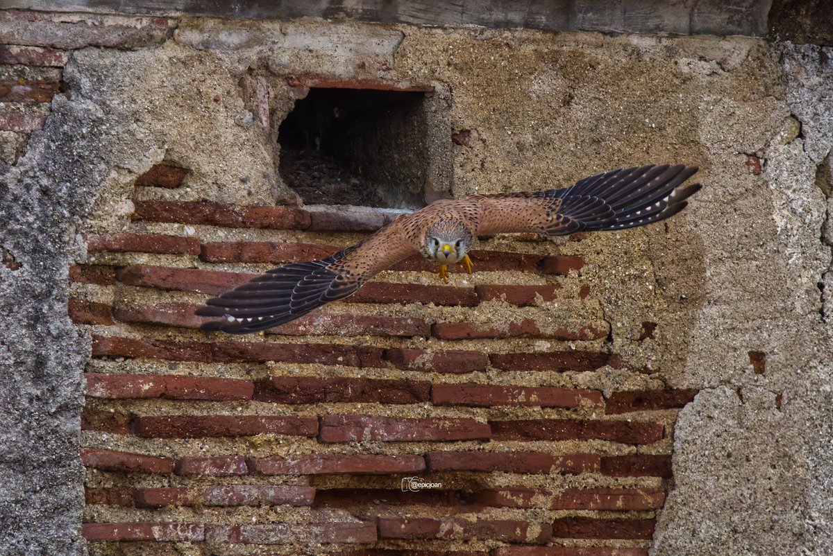epicjoan1's tweet photo. Xoriguer comú (Falco tinnunculus). @OMSYSTEMcameras @esolympus @Natures_Voice #BigGardenBirdWatch #BIRDSTORY
@SEO_BirdLife #BirdsSeenIn2024 #Birds #BirdsPhotography #birdwatching #photography #birding #fotografiadeaves #TwitterNatureCommunity #Falcotinnunculus #omsystemes https://t.co/qlQPk3xnSC