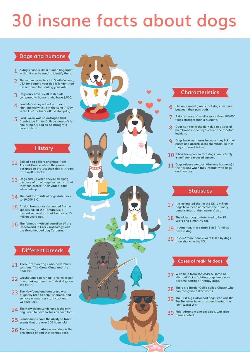 Snuggle My Dog.com
buff.ly/3RFz9ZW

#dogphotography #workingdog #doglover #dogtraining #puppiesofinstagram