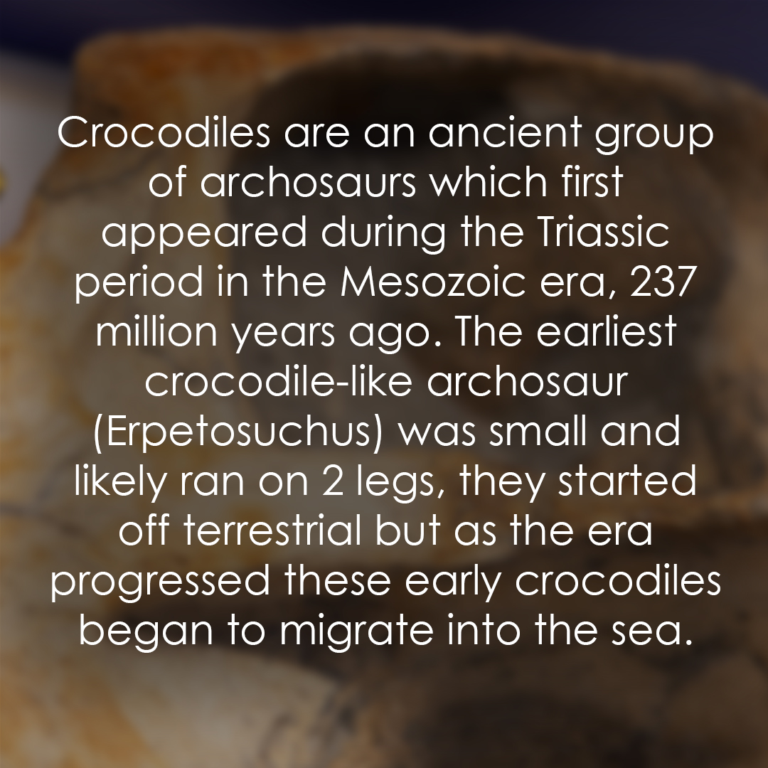 TEC_Kimmeridge's tweet image. Have you ever found any crocodile fossils? show us in the comments! #crocodiles #fossils #fossilfacts