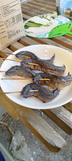 5時間近くじっっっっっくり焼き上げていい感じにカリカリになりました!後は1週間くらいお外で干せばイワナの骨酒用焼き干しが完成するってワケ 